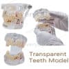 transparent teeth model