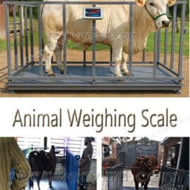 Animal Weighing Scale; Cattle Scale; Cow Scale; Animal Scale