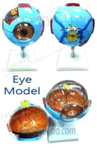 Human Eye Model